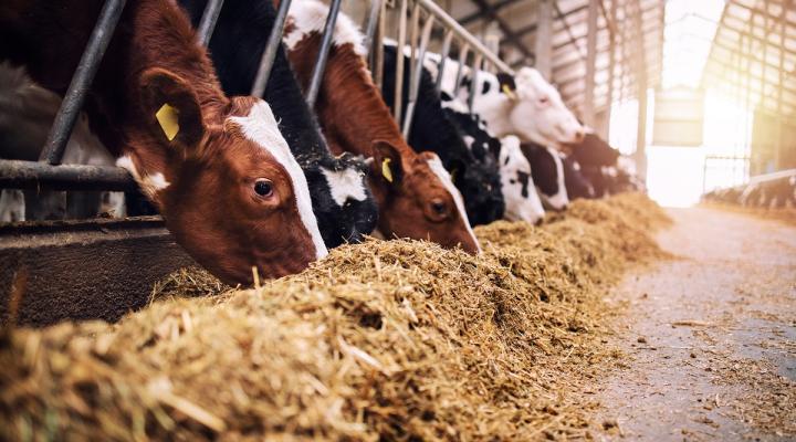 Solutions innovantes pour la ventilation en élevage laitier
